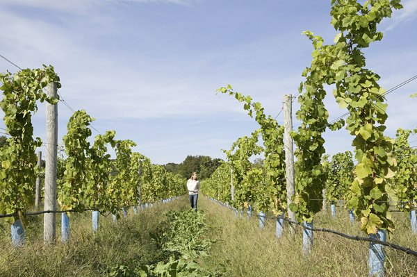 Comment découvrir les traditions vinicoles de la vallée de Douro, Portugal?